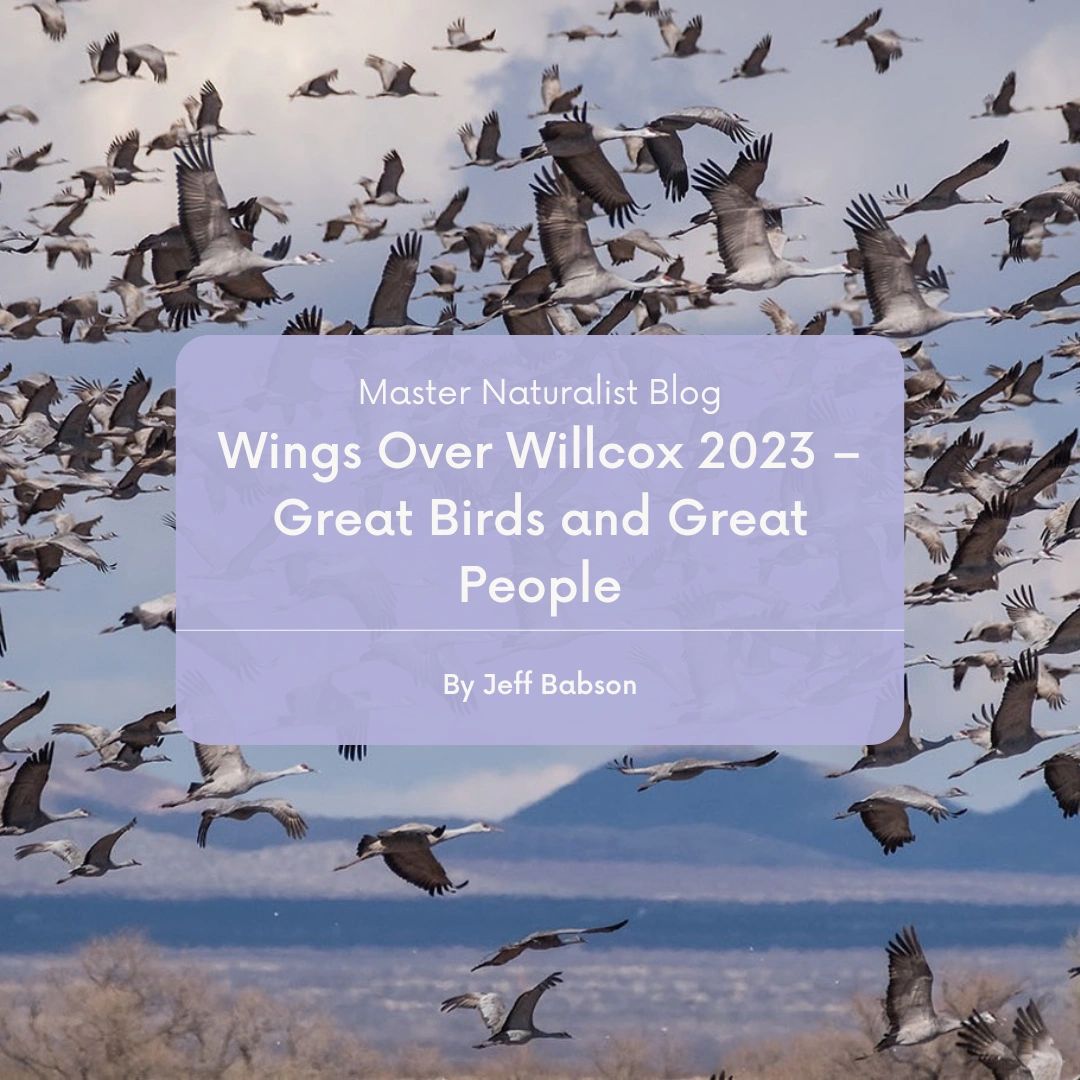 Wings Over Willcox 2023 Great Birds and Great People